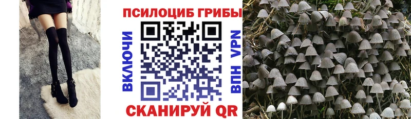 Псилоцибиновые грибы Psilocybe  Купить закладки  Новомосковск 